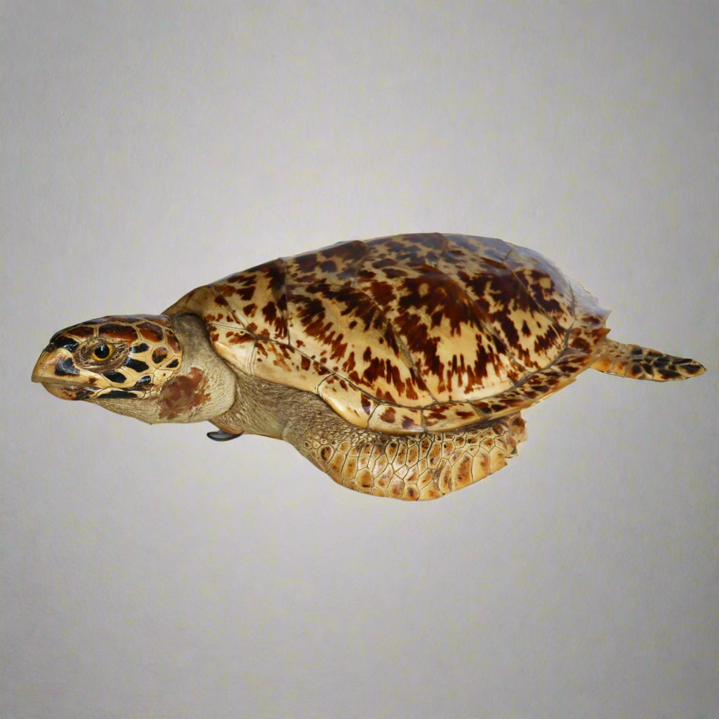 Taxidermy Hawksbill Turtle, mid 20th Century