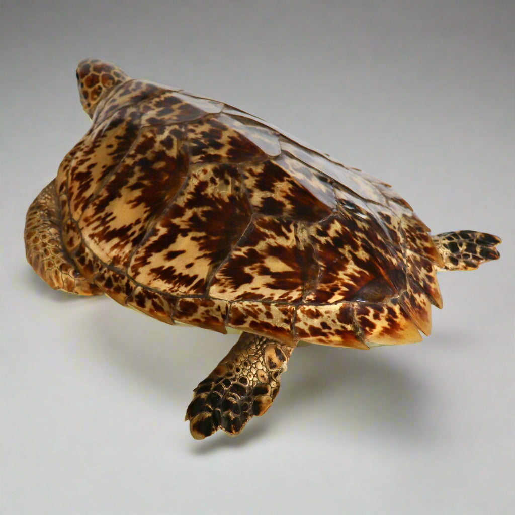 Taxidermy Hawksbill Turtle, mid 20th Century