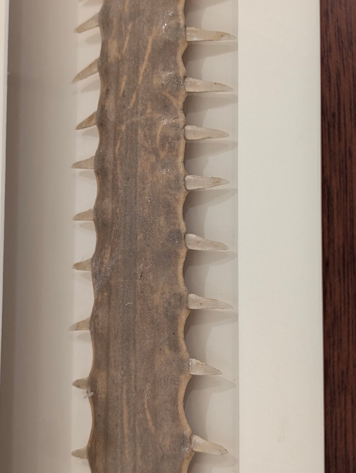 An Australian Sawfish Rostrum, c1960