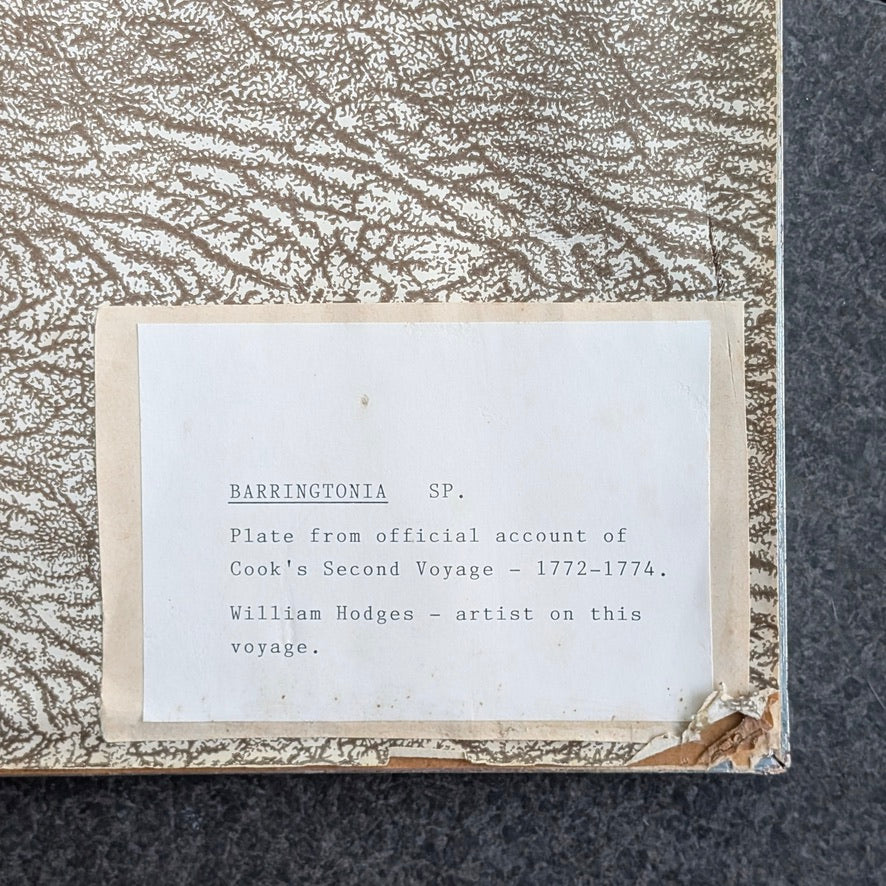 William Hodges 'Barringtonia' Engraving 1777, printed in the 19th Century