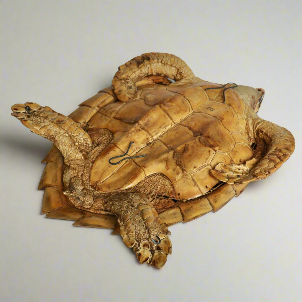 Taxidermy Hawksbill Turtle, mid 20th Century