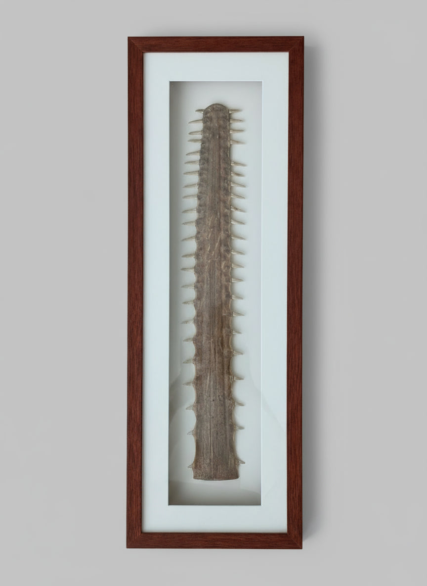 An Australian Sawfish Rostrum, c1960
