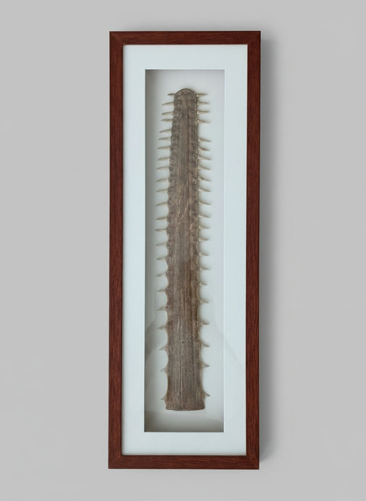 An Australian Sawfish Rostrum, c1960