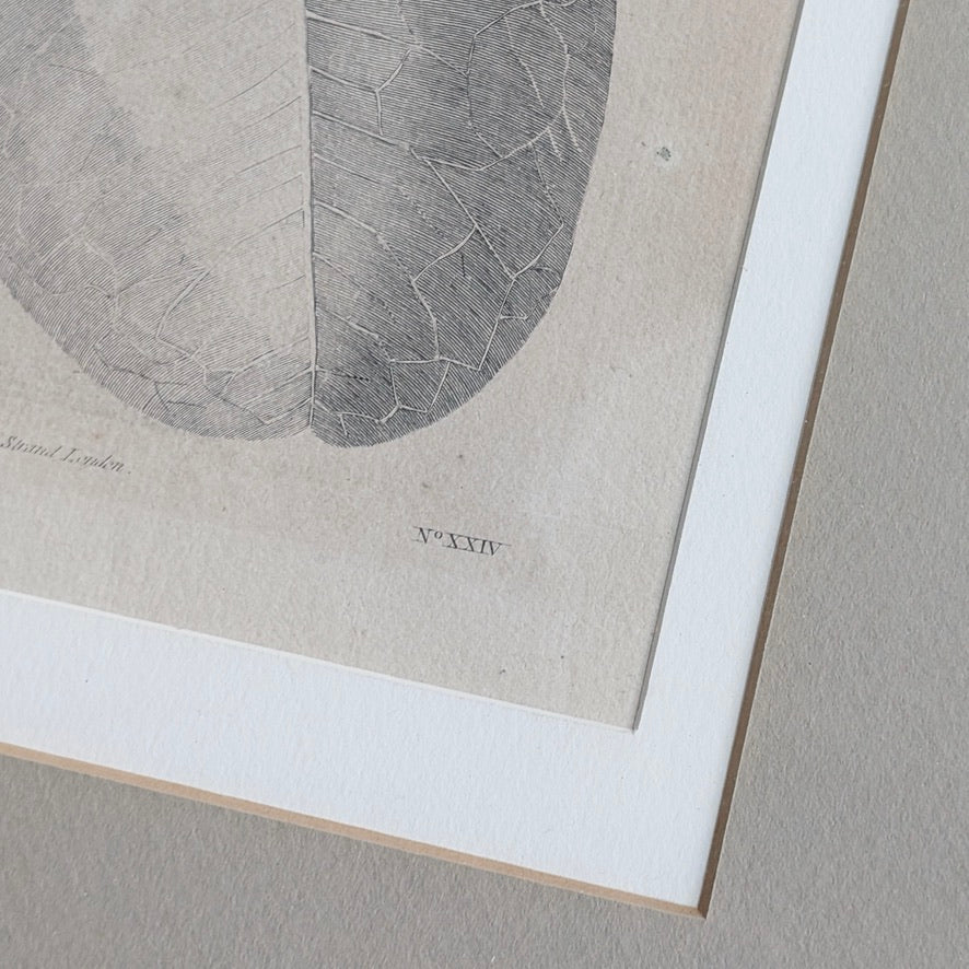 William Hodges 'Barringtonia' Engraving 1777, printed in the 19th Century