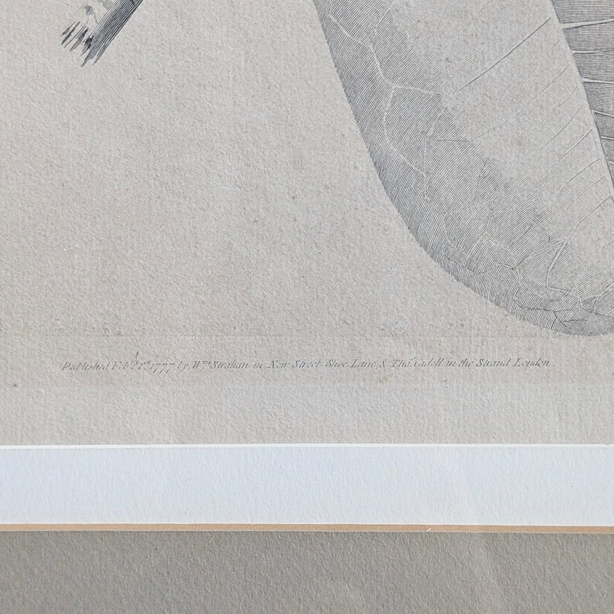 William Hodges 'Barringtonia' Engraving 1777, printed in the 19th Century