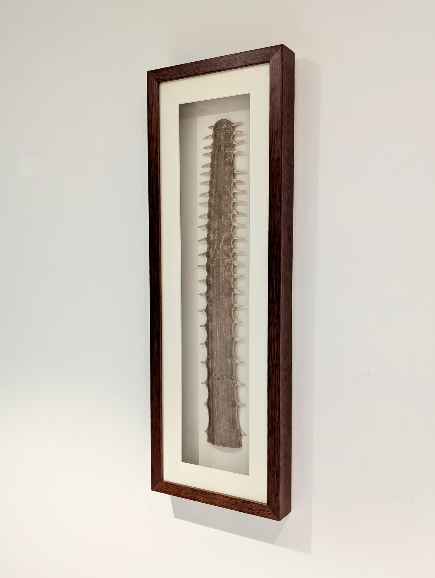 An Australian Sawfish Rostrum, c1960