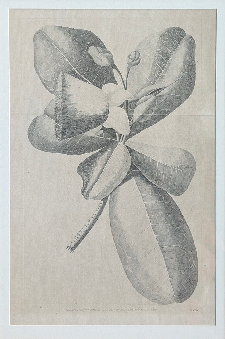 William Hodges 'Barringtonia' Engraving 1777, printed in the 19th Century