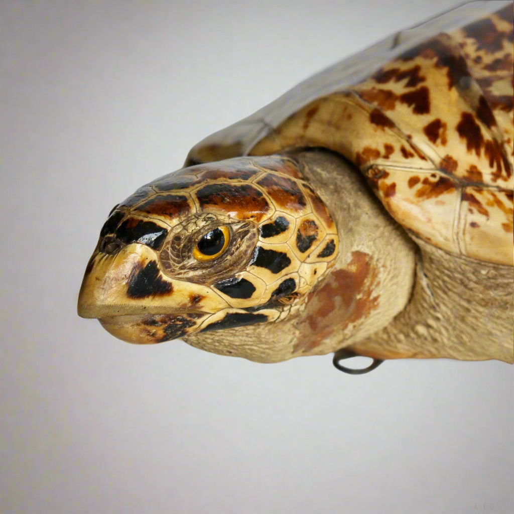 Taxidermy Hawksbill Turtle, mid 20th Century