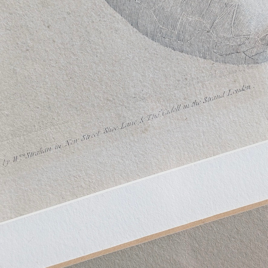 William Hodges 'Barringtonia' Engraving 1777, printed in the 19th Century