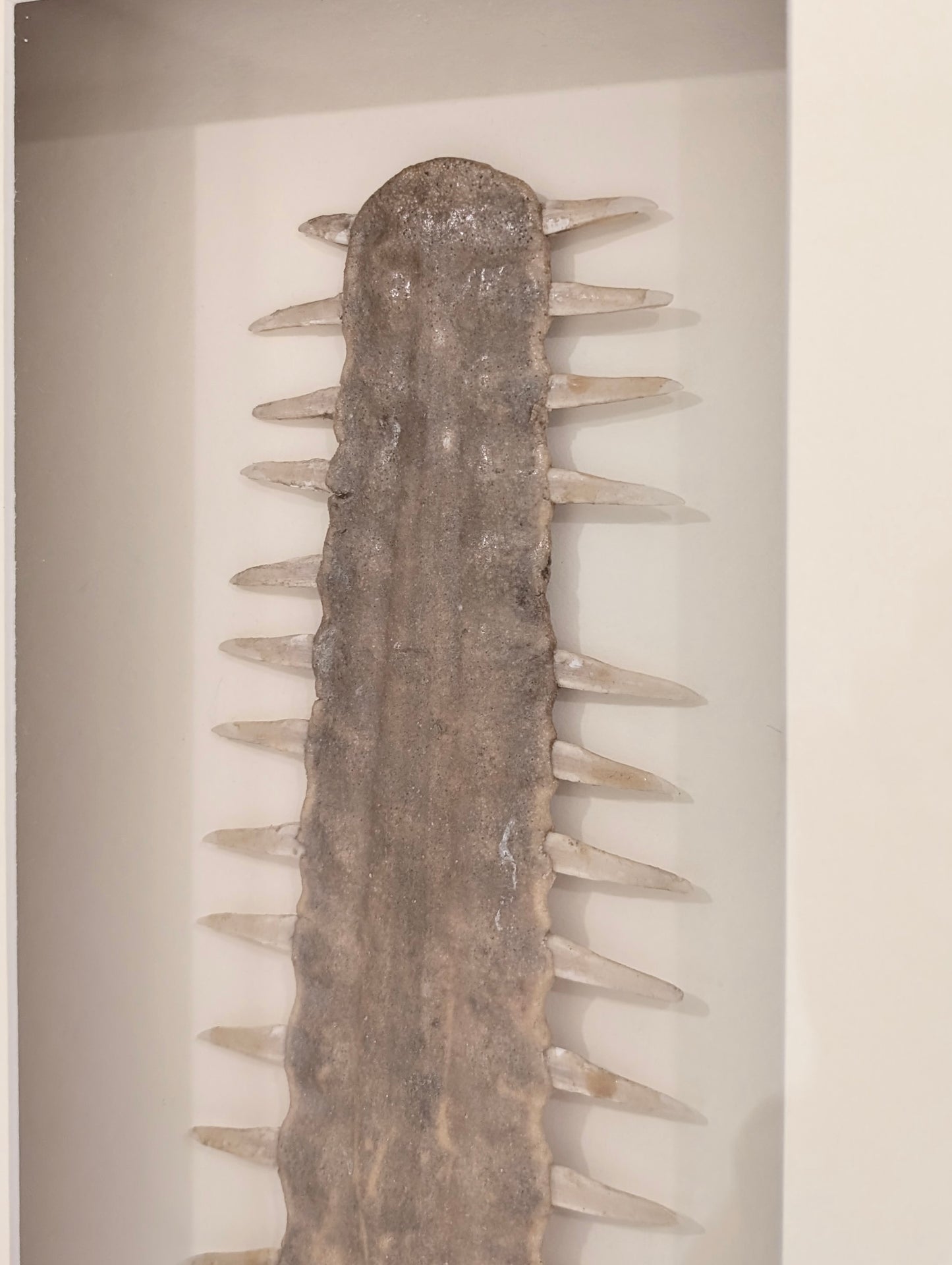 An Australian Sawfish Rostrum, c1960