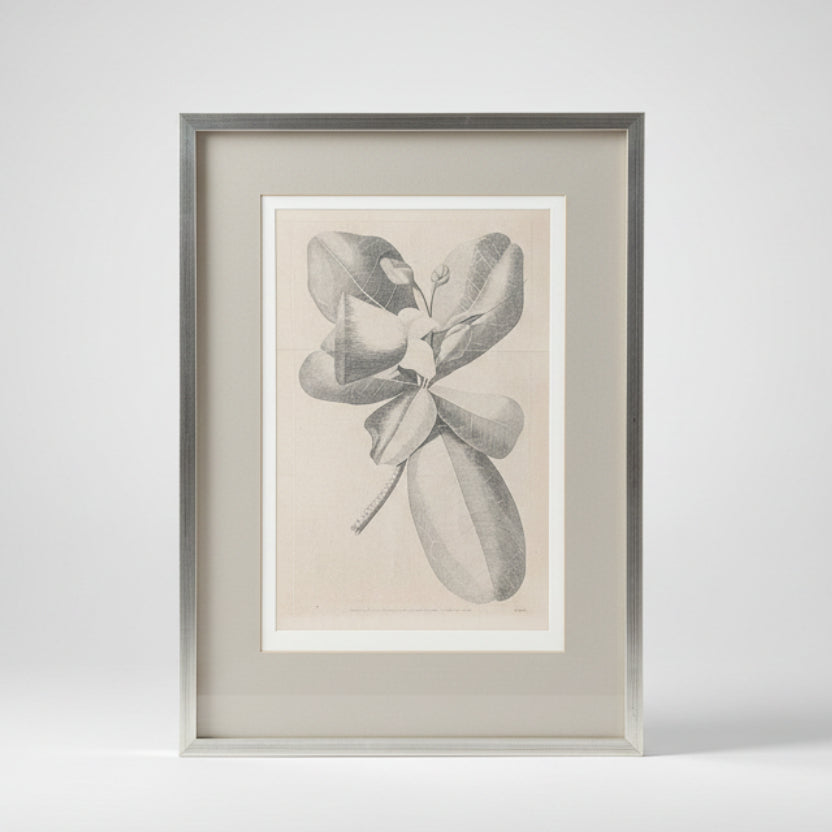 William Hodges 'Barringtonia' Engraving 1777, printed in the 19th Century