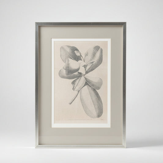 William Hodges 'Barringtonia' Engraving 1777, printed in the 19th Century