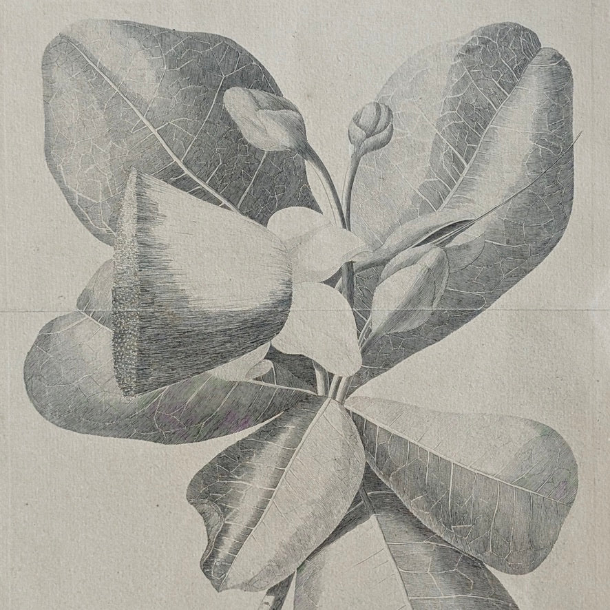 William Hodges 'Barringtonia' Engraving 1777, printed in the 19th Century